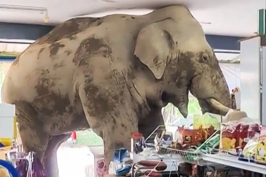 Gajah Lapar Serbu Kedai Runcit di Thailand