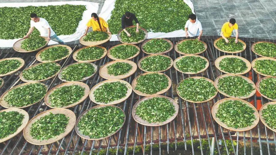 Teh Batu Wuyi: Tradisi, Inovasi dan Warisan Berkekalan Khazanah Oolong China