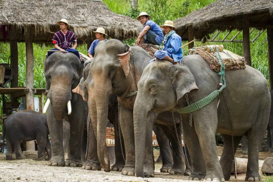 Kem Gajah Thailand di Persimpangan: Penyesuaian Semula, Etika dan Kelangsungan Hidup dalam Dunia Pascapandemik