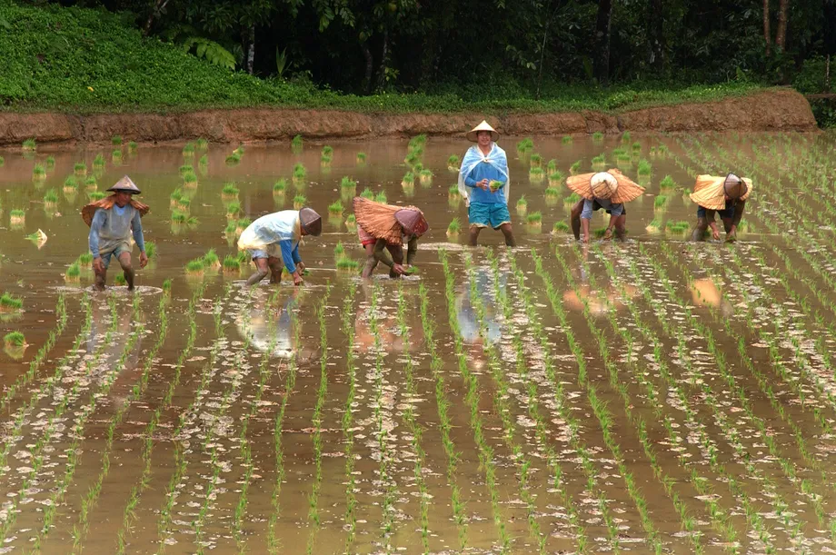Southeast Asia | International Rice Research Institute