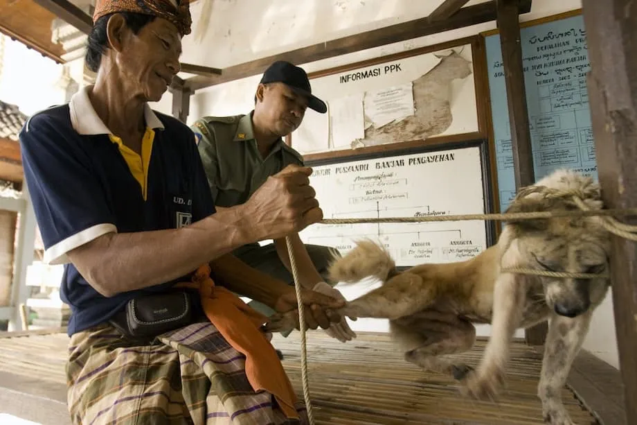 Zon Merah Rabies Diisytiharkan di Bali: Perkara yang Perlu Diketahui Pelancong dan Penduduk Tempatan Ketika Kes Meningkat