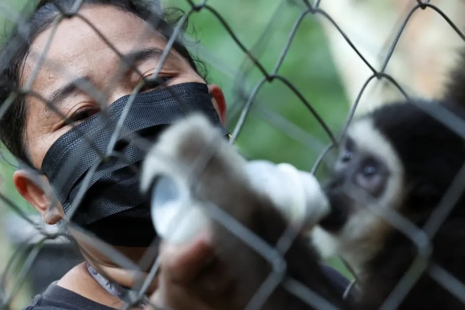 Mendobrak Halangan: Renjer Wanita Orang Asal Malaysia Memimpin Usaha Menyelamatkan Ungka Terancam