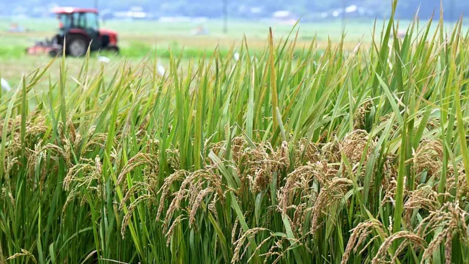 Jepun Berundur daripada Dasar Beras: Era Baharu bagi Keselamatan Makanan dan Petani