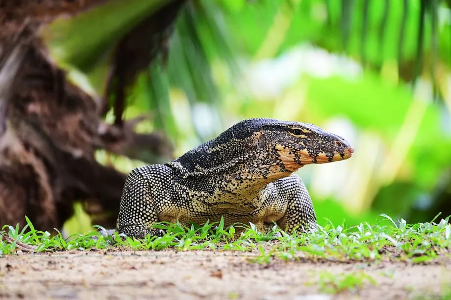 Bangkok Luluskan Pembiakan Biawak Air Secara Komersial: Potensi Ekonomi dan Cabaran Pemuliharaan