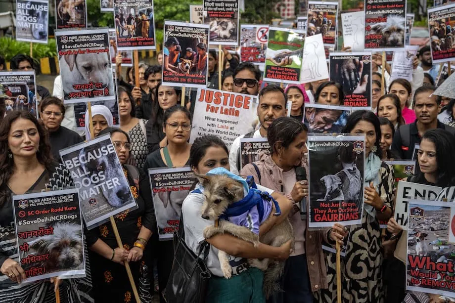 Mahkamah Agung India Semak Semula Perintah Mengenai Anjing Liar Susulan Bantahan Awam: Mengimbangi Keselamatan, Belas Ihsan dan Kepraktisan
