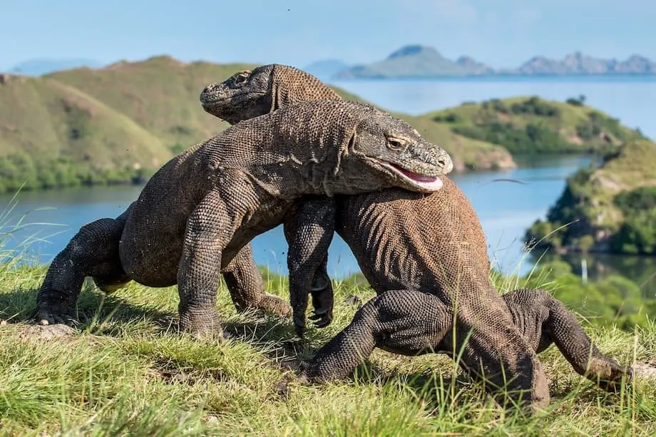 Vila Mewah di Taman Negara Komodo: Rancangan Pembangunan Cetus Bantahan Hebat dan Perdebatan Global