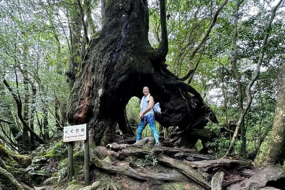 Yakushima: Pulau Hutan Purba yang Mengilhamkan Princess Mononoke