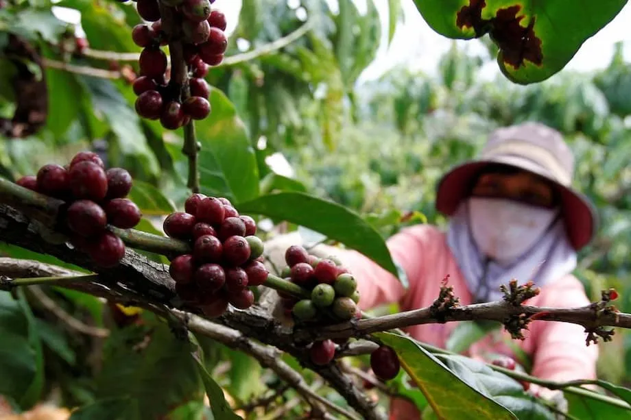 Industri Kopi Vietnam Meningkat ke Persada Dunia di Tengah Kenaikan Harga dan Perubahan Pasaran