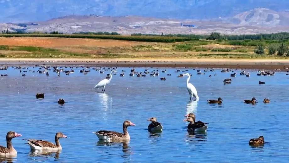 Burung Hijrah Menjadikan Takungan Aweitan di Xinjiang Syurga Biodiversiti