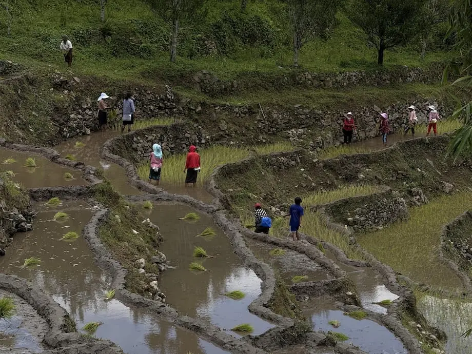 Kawasan penanaman padi Bhutan tertekan apabila kekurangan tenaga kerja, penyusutan tanah pertanian dan perubahan iklim menjejaskan hasil tuaian