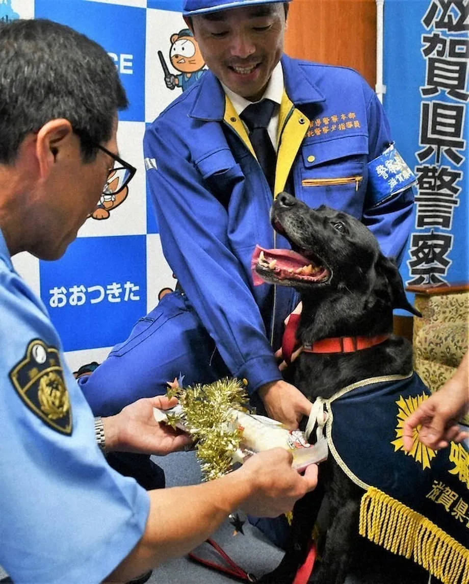Anjing Labrador diberi penghargaan selepas membantu menemukan wanita warga emas yang hilang di Otsu