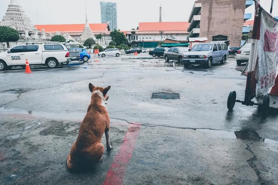 Bangkok Isytihar Zon Wabak Rabies, Kenakan Larangan Pergerakan Haiwan Selama 30 Hari