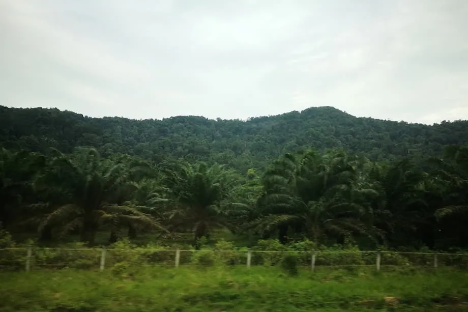 Indonesia Merampas Estet Kelapa Sawit Haram dan Sebahagian Lombong Nikel dalam Tindakan Penguatkuasaan Besar-besaran