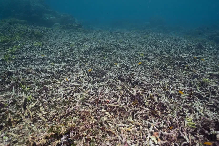 Perlombongan di Raja Ampat Disambung Semula di Pulau Gag, Kebimbangan Kerosakan Terumbu Karang Meningkat