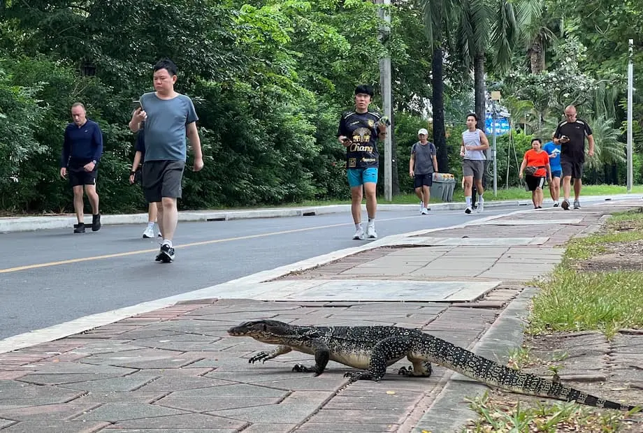 Bangkok Berdepan Lonjakan Biawak Air di Taman Bandar
