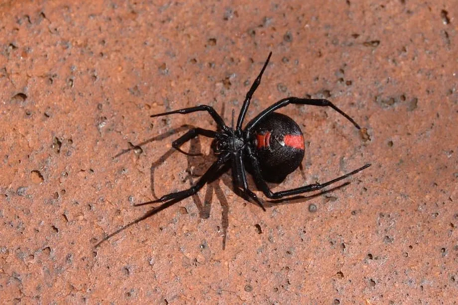 Expo Osaka 2025 keluarkan amaran labah-labah redback selepas sarangnya ditemui di kawasan awam