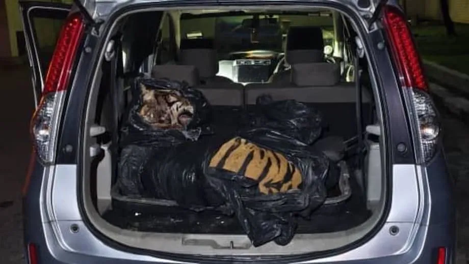 Pembunuhan harimau di Johor cetus penahanan, kemarahan seluruh negara dan usaha baharu membanteras penyeludupan