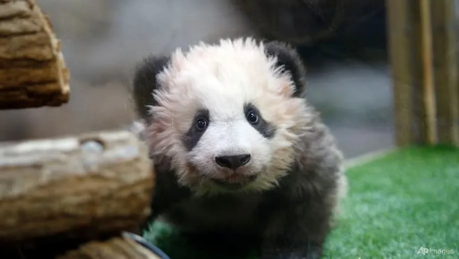 Zoo Beauval akan Menghantar Pulang Panda Huan Huan dan Yuan Zi ke China Selepas Diagnosis Kegagalan Buah Pinggang