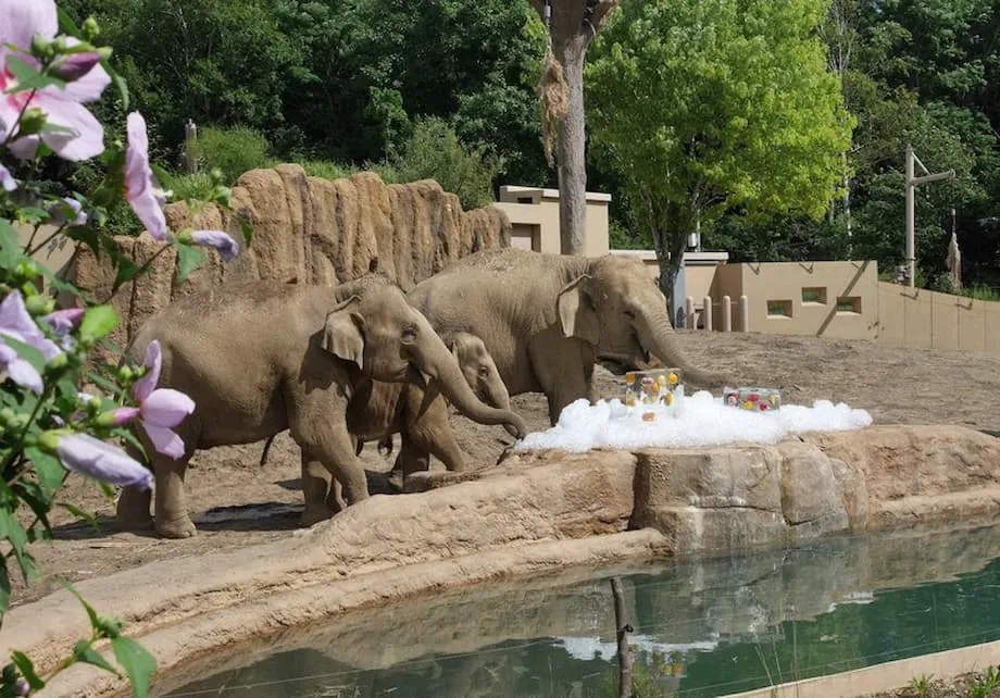Buah Sumbangan Memastikan Haiwan di Zoo Maruyama Sapporo Terus Mendapat Makanan Ketika Kos Meningkat
