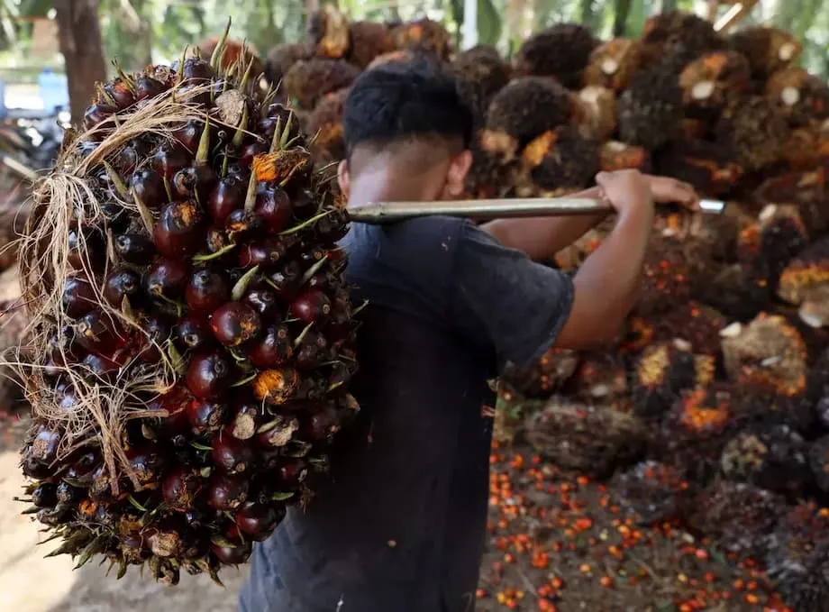 Eksport minyak sawit Indonesia melonjak 35 peratus apabila harga meningkat dan dasar biodiesel mengubah corak perdagangan