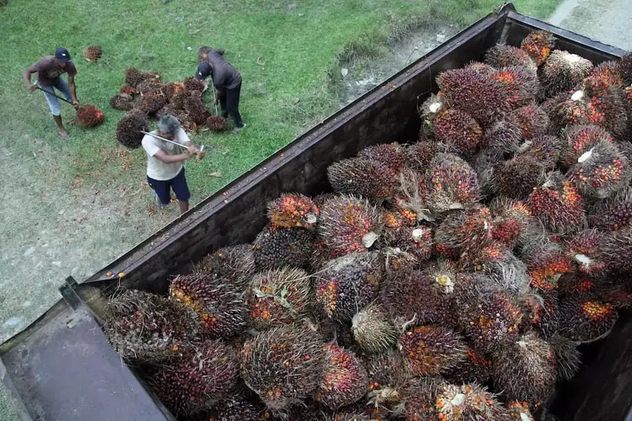 China Mahu Bekalan Minyak Sawit Terjamin dari Indonesia Ketika Permintaan Meningkat dan Jakarta Mengintai B50