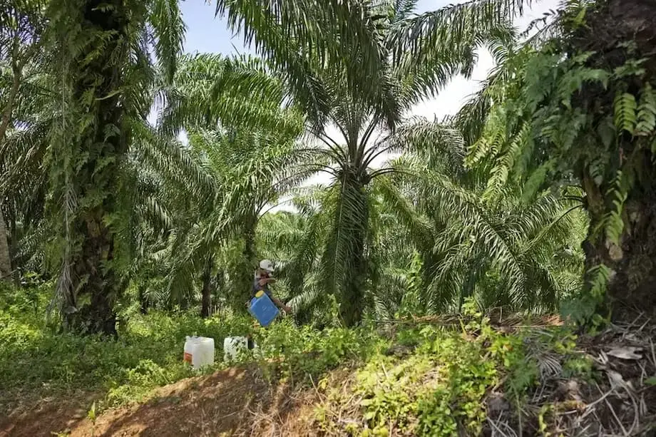 Indonesia Pindahkan 1.8 Juta Hektar Tanah Sawit yang Dirampas kepada Syarikat Milik Negara
