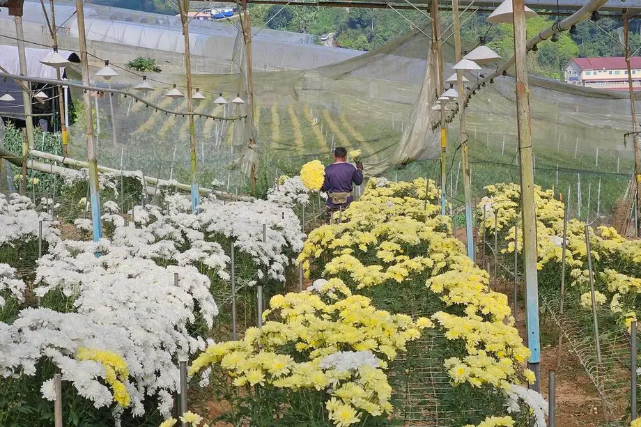 Jalur Bunga Malaysia Tertekan apabila Kekurangan Tenaga Kerja dan Import Lebih Murah Menguji Industri yang Pernah Berkembang Pesat