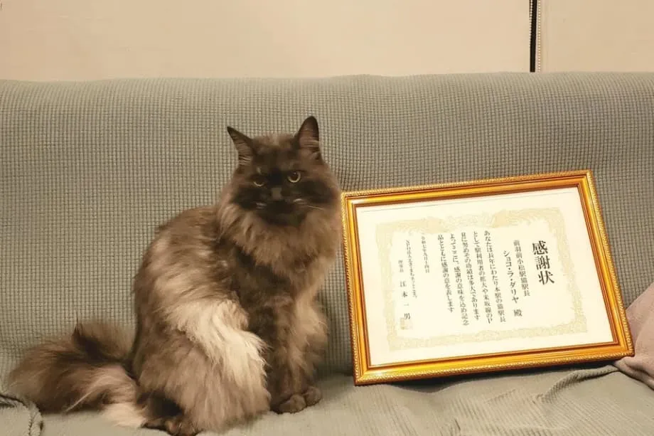 Kucing Chocolat Bersara sebagai Ketua Stesen di Yamagata Selepas Bertahun-tahun Menceriakan Orang Ramai