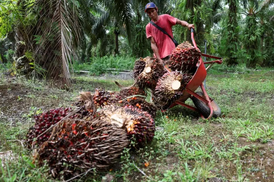 Pengambilalihan ladang kelapa sawit oleh tentera Indonesia menggoncang rantaian bekalan global