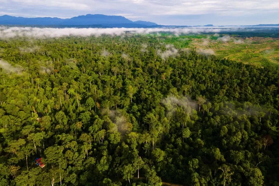 Indonesia dan Kemudahan Hutan Tropika untuk Selama-lamanya di COP30