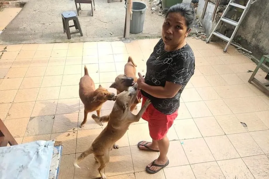 Jakarta bergerak mengharamkan daging anjing dan kucing ketika kebimbangan kesihatan dan kebajikan semakin meningkat