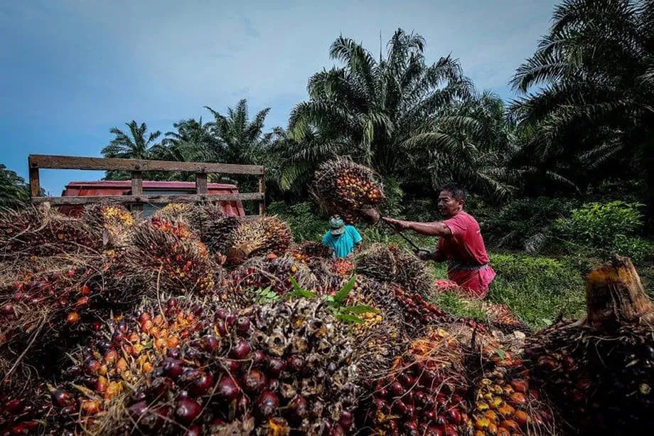 Palm Oil Rises on Malaysia Floods, Higher Indonesian Export Tax – MPOC