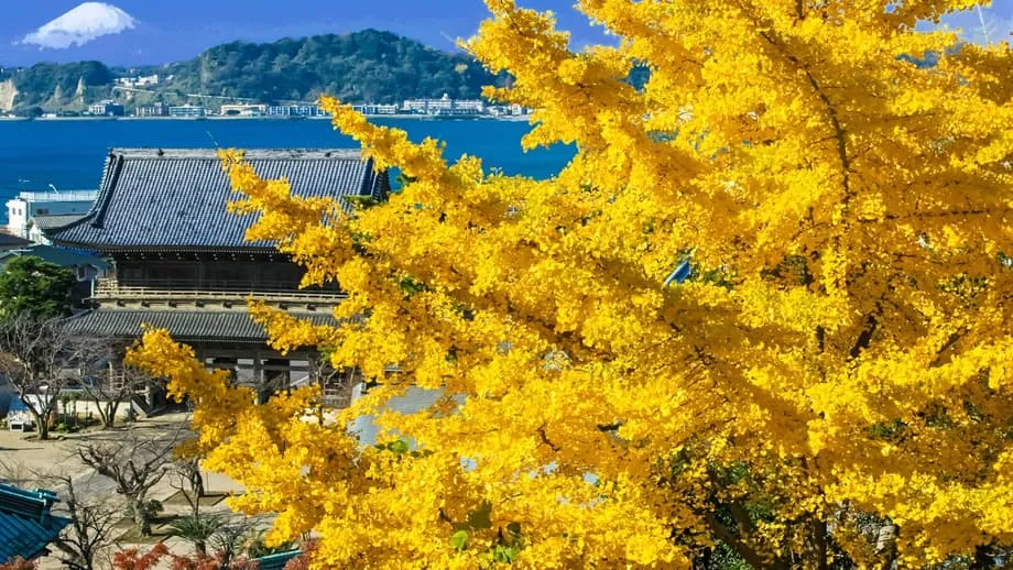 Kamakura pada Musim Luruh: Dari Kuil ke Kuil di Celah Daun Maple Merah Menyala dan Ginkgo Keemasan