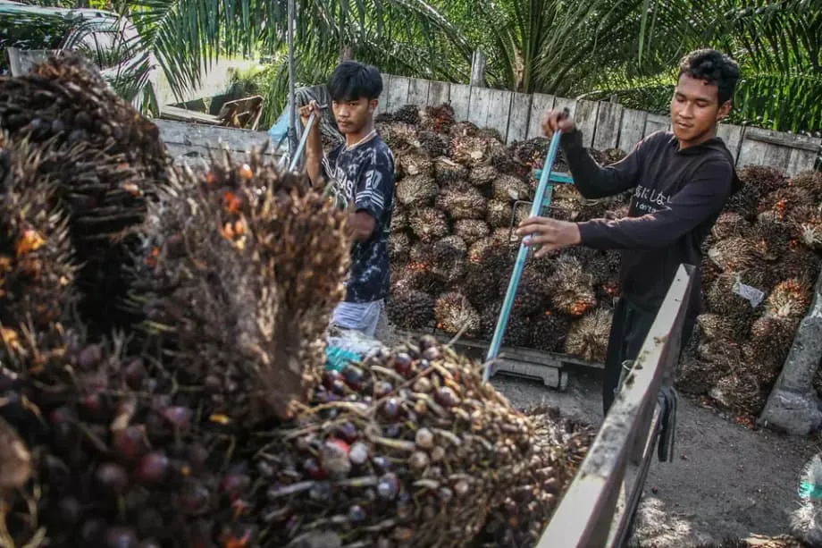 Pelepasan Tarif Berdepan Ujian Penyahhutanan bagi Minyak Sawit Indonesia