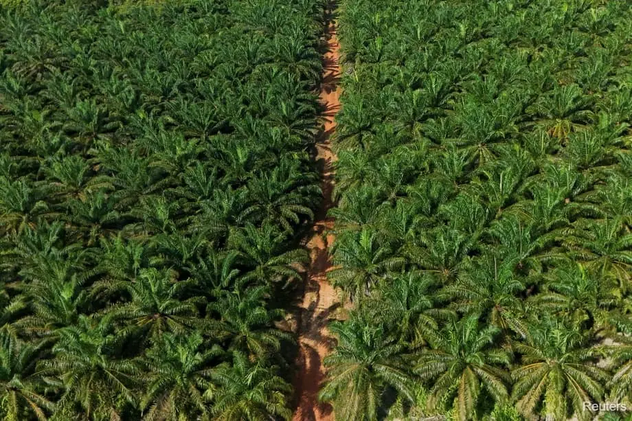 Indonesia Tambah 600,000 Hektar Ladang Kelapa Sawit ketika Dorongan Biofuel Meningkat