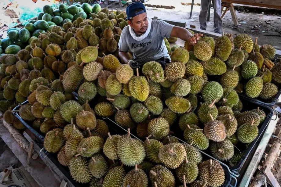 Kebanggaan terhadap durian dipertaruhkan ketika Indonesia dan Malaysia bersaing mendapatkan status buah kebangsaan