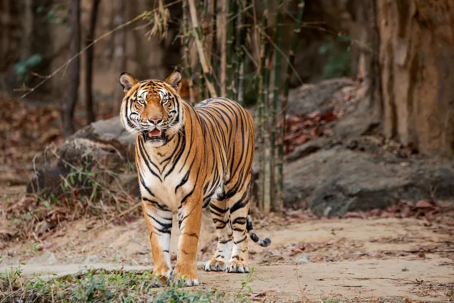 Kolar GPS Mendedahkan Kekurangan Mangsa dan Risiko Genetik bagi Harimau Indochina Terakhir di Thailand
