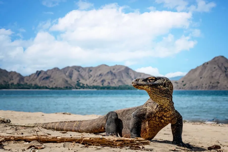 Feri Terus Baharu dari Bali ke Komodo Membuka Laluan Persinggahan di Kepulauan