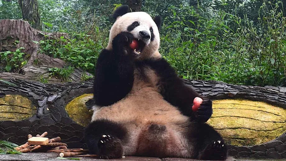 Daripada Bintang Ueno kepada Penghuni Sichuan: Xiang Xiang Kini Sihat dan Ceria di China