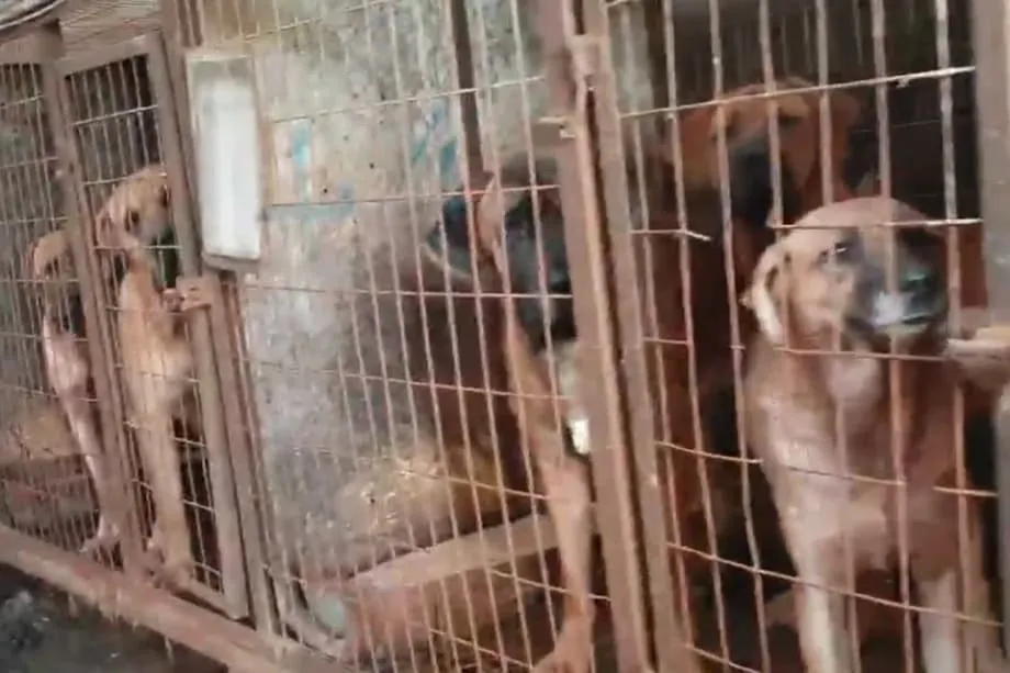 Industri Daging Anjing Korea Selatan Hampir Pupus apabila Ladang Ditutup Menjelang Larangan 2027