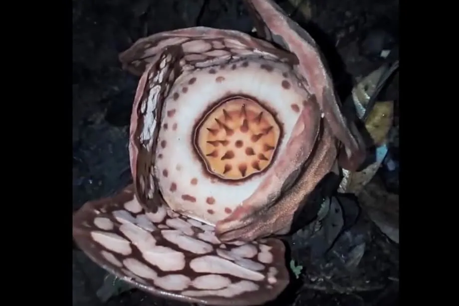Penemuan Semula Bunga Rafflesia Langka Cetus Perdebatan untuk Mengubah Nama Genus yang Berasal daripada Nama Kolonial