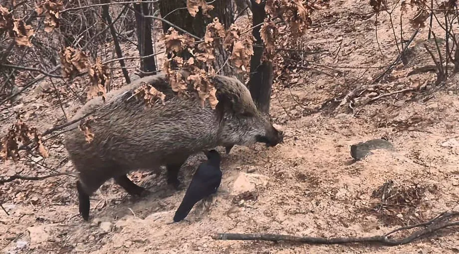 Babi Hutan Semakin Banyak di Taman Negara Gunung Bukhan, Seoul