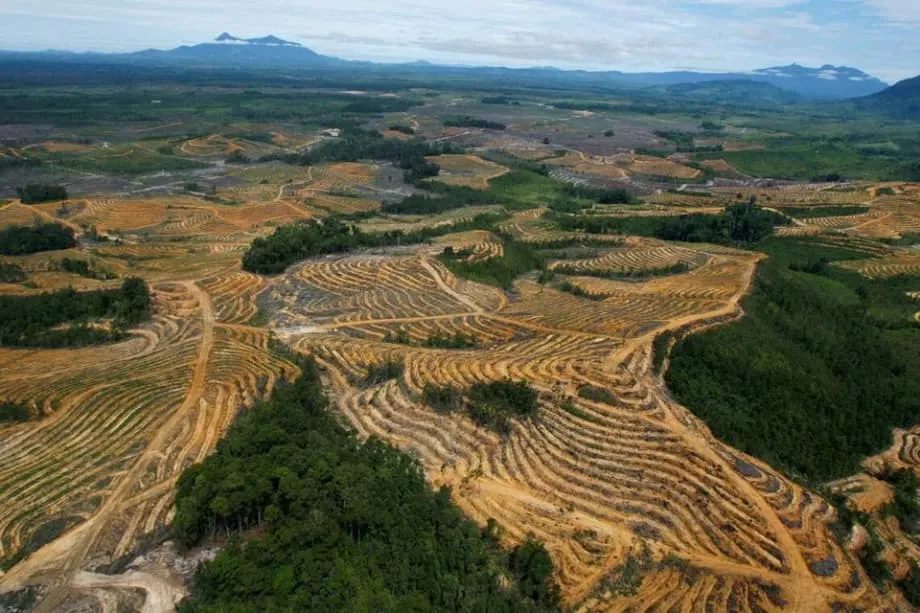 Indonesia Tingkatkan Kempen Rampasan Ladang Sawit dengan Sasaran Tambahan 5 Juta Hektar