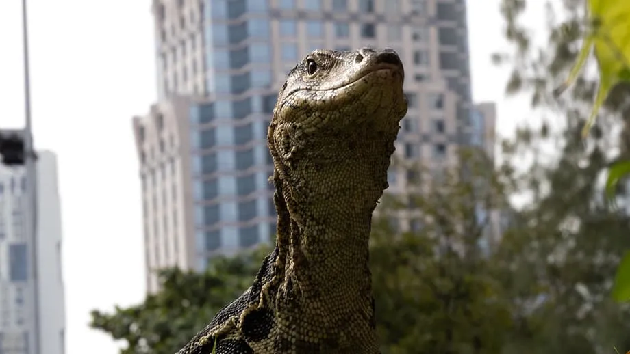 Reptilia Gergasi Bangkok: Bagaimana Biawak Air Menakluki Kota