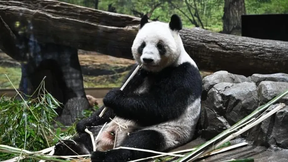 Jepun Mengucapkan Selamat Tinggal kepada Panda Terakhir ketika Ketegangan Diplomatik Mengancam Persahabatan Setengah Abad