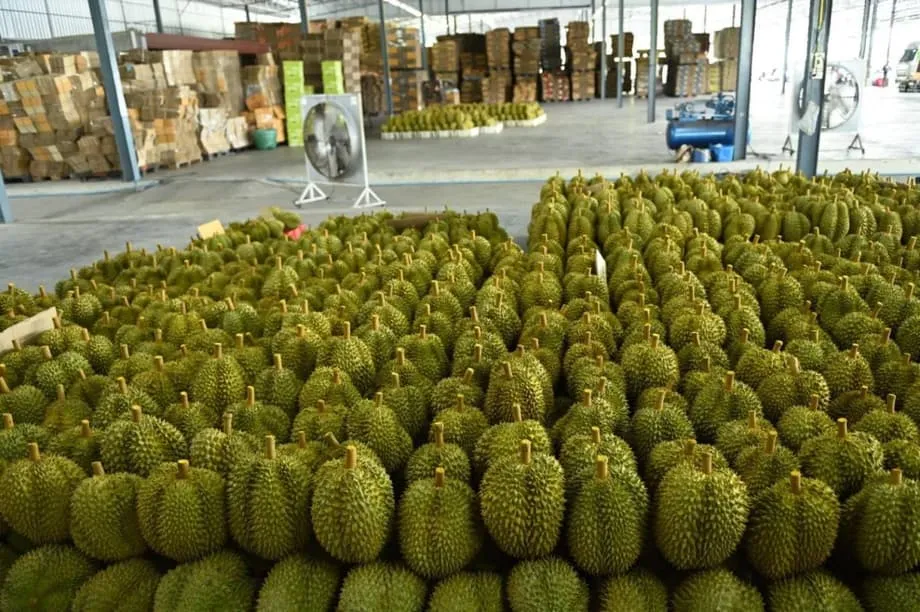 Industri Durian Thailand Berdepan Ribut Sempurna apabila Hasil Tuai Rekod Bertembung dengan Kekurangan Buruh yang Serius