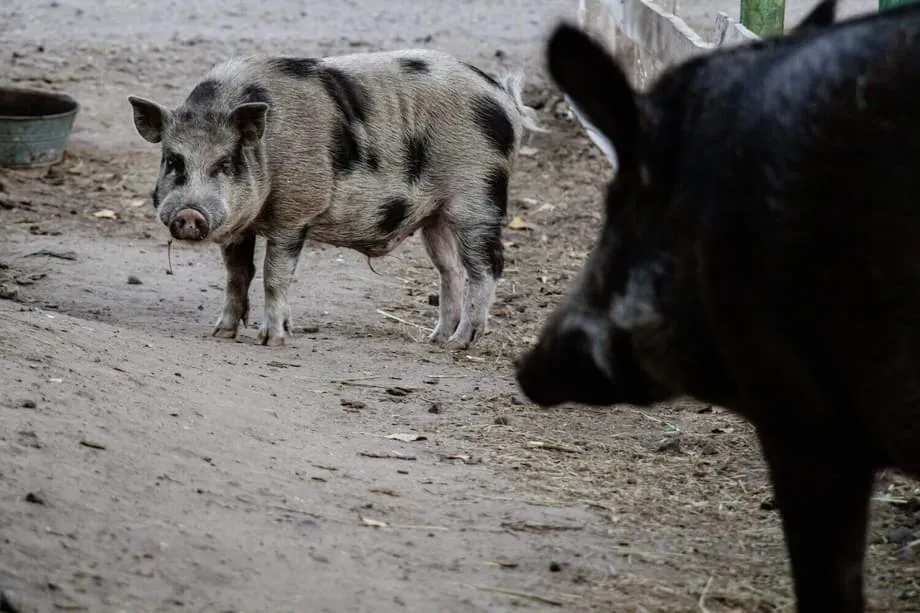 Babi Hutan Hibrid Fukushima Dedah Laluan Pantas Genetik yang Tidak Dijangka