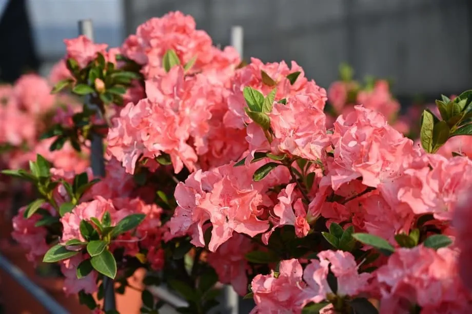 Taipei Bersiap Menyambut Keindahan Musim Bunga dengan Pembukaan Festival Azalea 2026 yang Menampilkan 200,000 Bunga