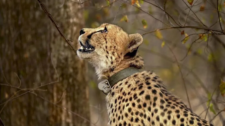 Projek Cheetah di Persimpangan: Saintis Desak Import Dihentikan Ketika Kebimbangan terhadap Habitat Meningkat