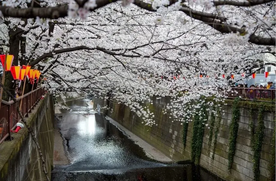 Lokasi Bunga Sakura Terkenal di Tokyo Memasang Skrin Penghalang Pemandangan untuk Mengatasi Kesesakan